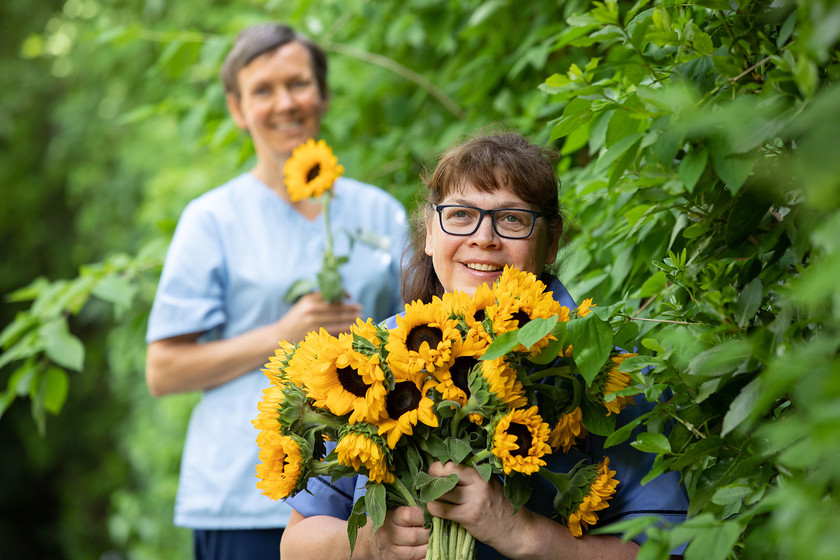 Hospice Sunflower Days Annual Street collection goes Virtual!